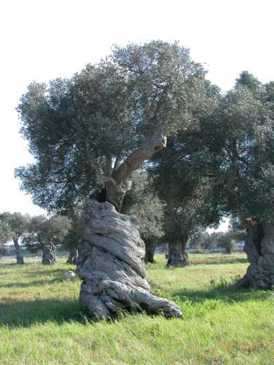 olivier séculaire dans image belle ulivo